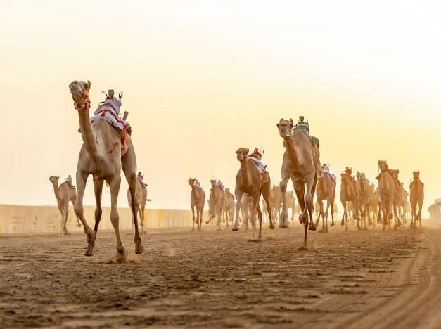 منتدى الطائف يناقش دور الهجن الثقافي والاجتماعي