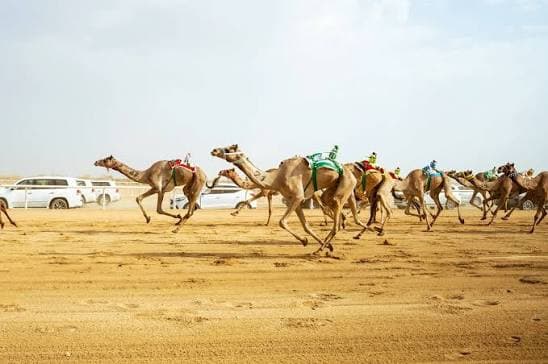 الطائف تستضيف كأس الاتحاد السعودي للهجن