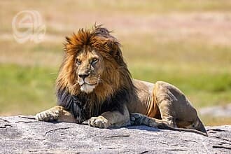 Al-Bi'a Announces Iraq’s First Predatory Animal Database
