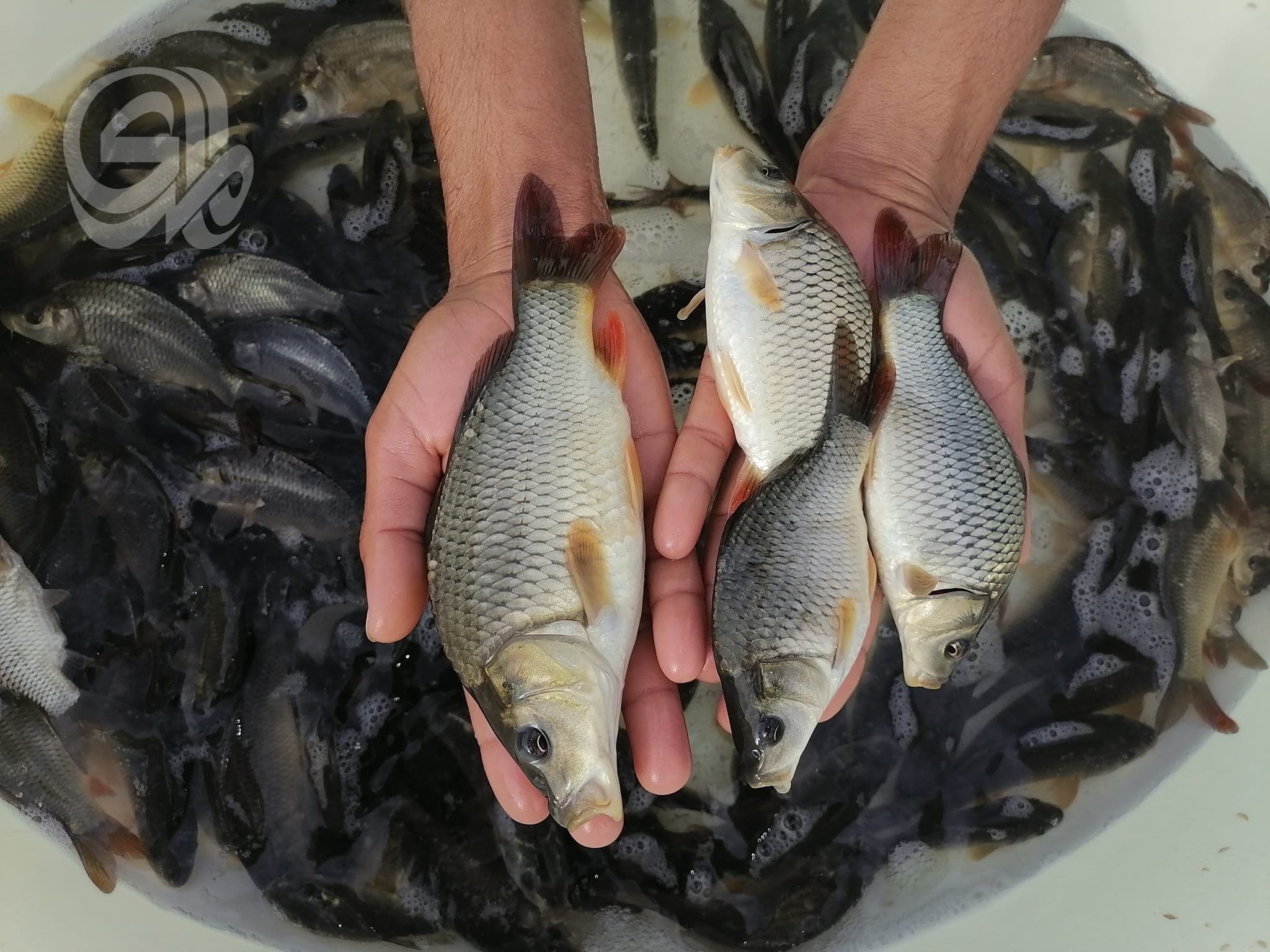 Iraqi Fish Production Surpasses 1.5 Million