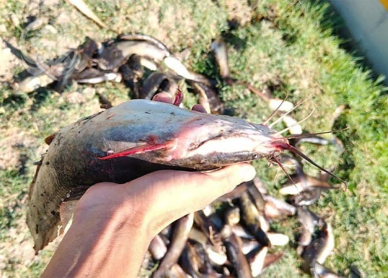 Experts downplay African Scurvy risks