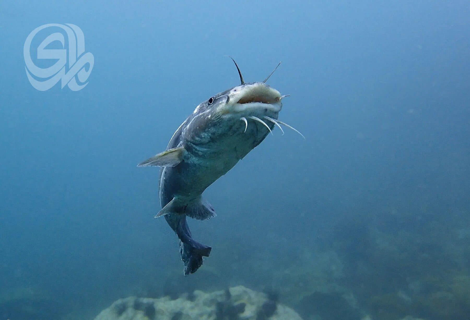 Seven-point strategy to control African catfish