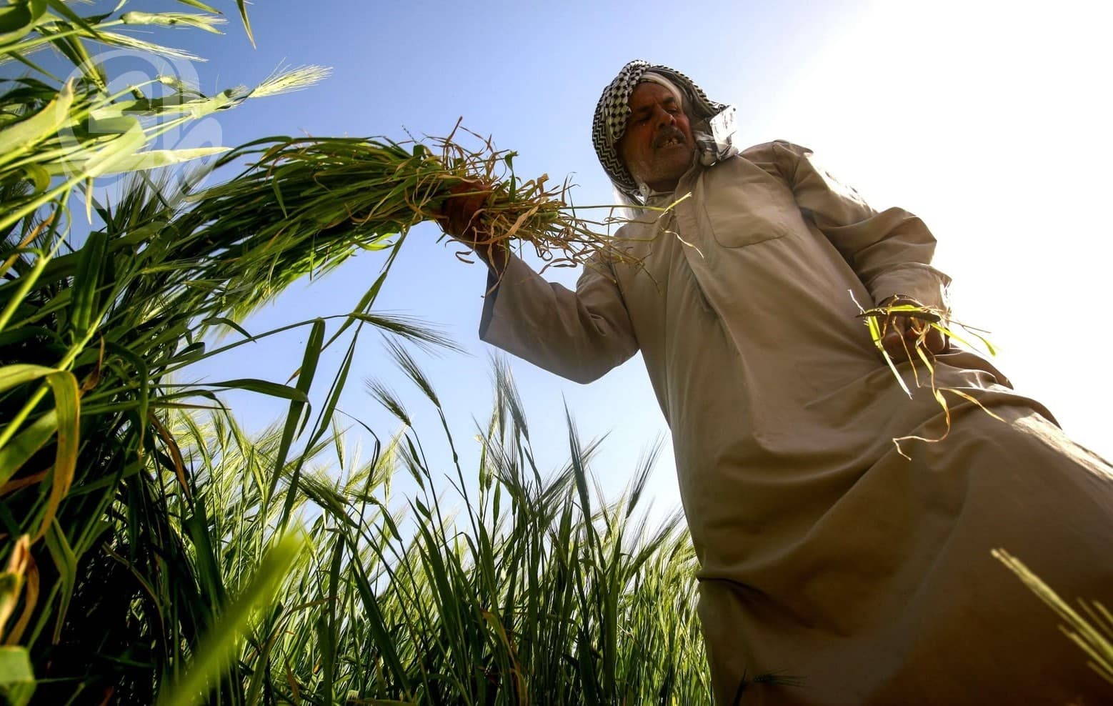 ازدهار زراعة الطماطم والحنطة في البصرة