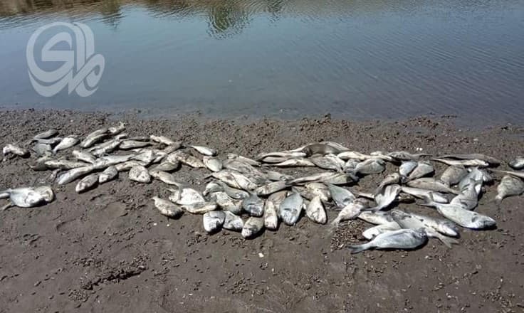 Pollution affects Basra shores