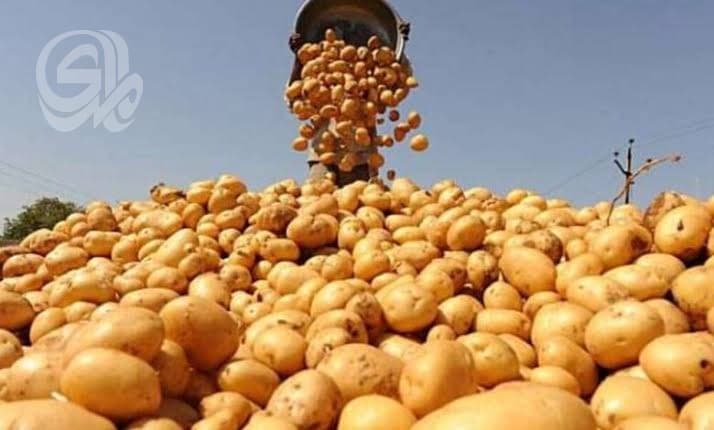 الزراعة تمنع استيراد 40 مادة من البطاطا إلى البصل