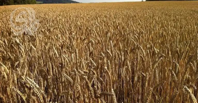 Iraq's Wheat Reserve Ensures Supply Until 2028