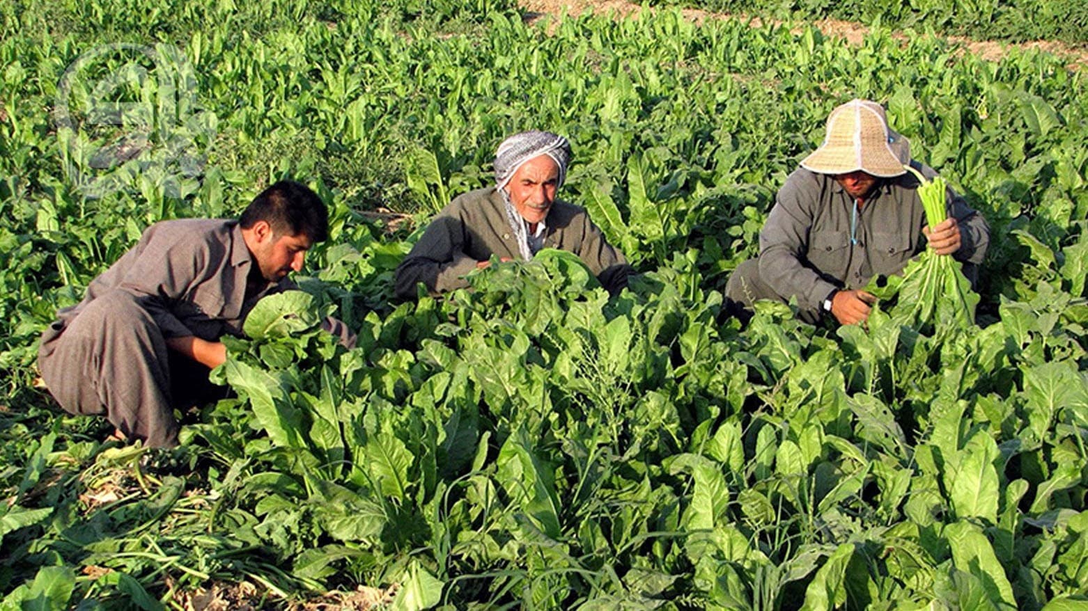 Kurdistan farmers receive 76b dinars