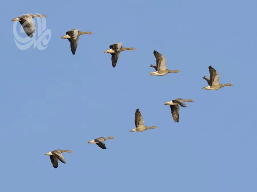 Birds Trigger NATO Fighters in Lithuania