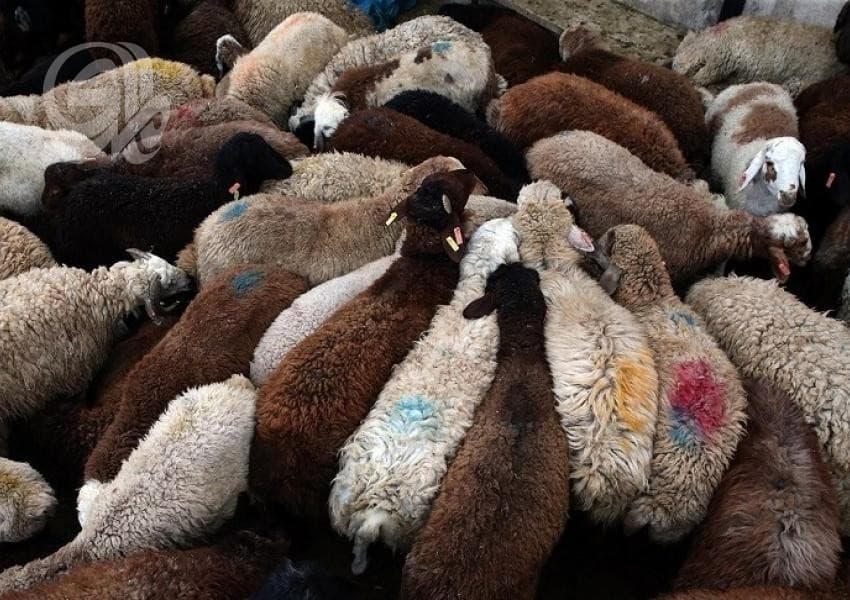 الكمارك ترجع أغنام مصابة بفيروس القلاعية لإيران