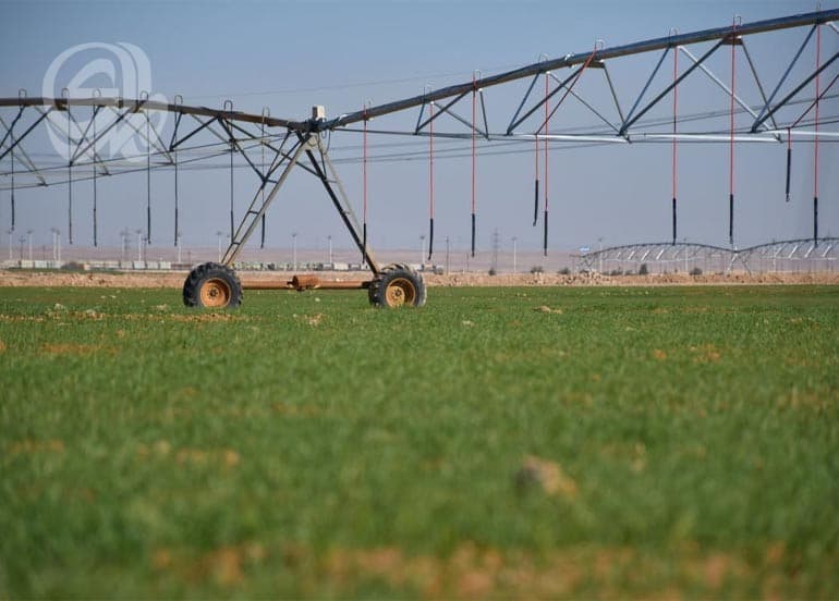 Anbar farmers shift from wheat to alfalfa due to overdue payments