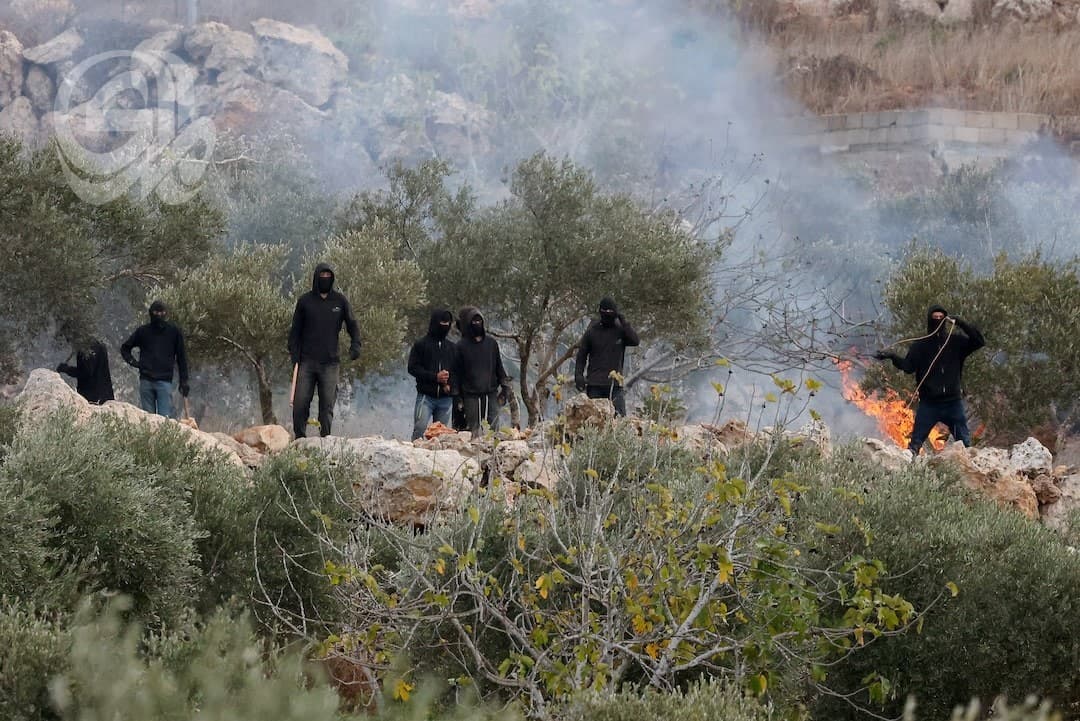 مستوطنون يحرقون زيتون ويصيبون فلسطينيين