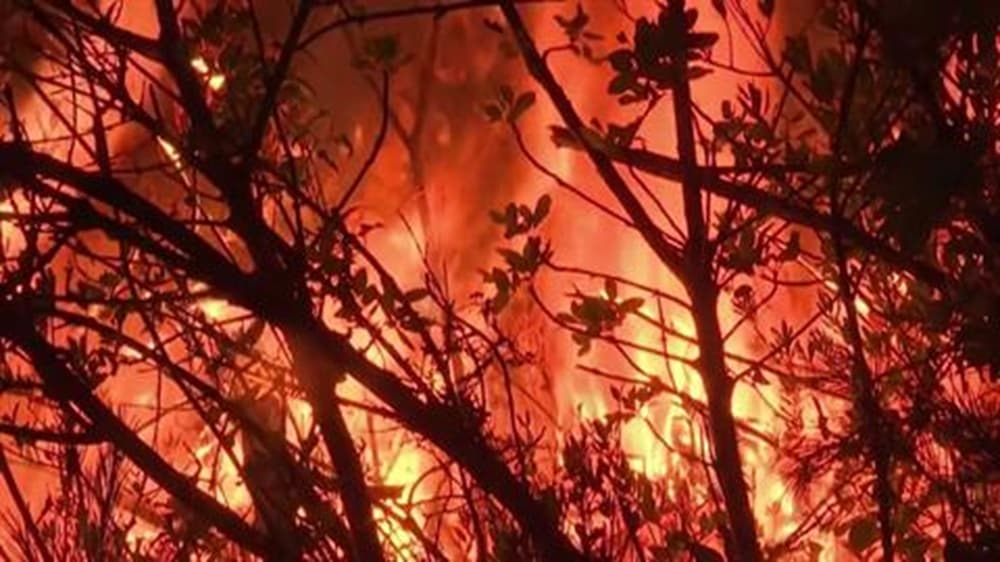 France | Firefighters Combat New Blaze in Var
