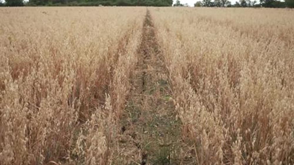 Britain Faces Crop Decline Amid Heatwave