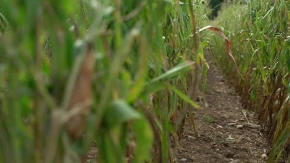 France heatwaves harm corn farmers