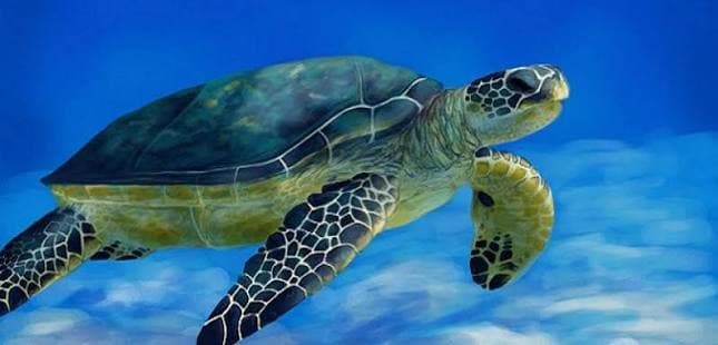 Green turtle avoids extinction through global efforts