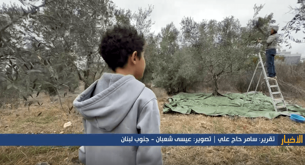 تقرير مصور زيتون الجنوب ودوره