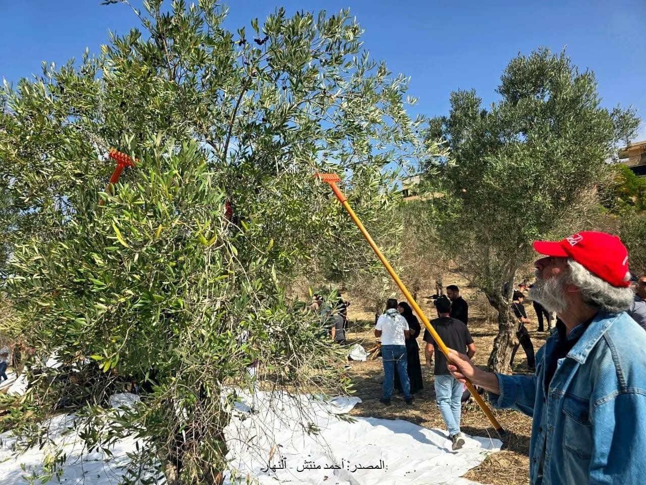 George Abdullah joins Olive Harvest in Jbeshit