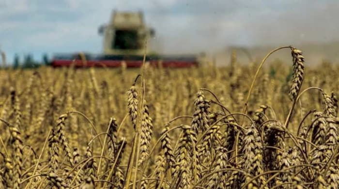 Rising Wheat Prices Amid Escalating Tensions in the Black Sea
