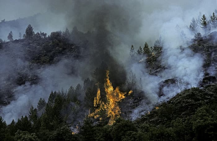 Algeria: 100+ hospitalized from Annaba fires