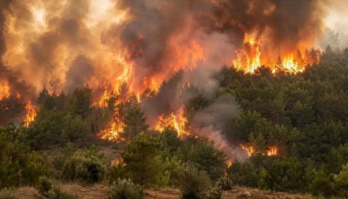 حرائق تونس تنهب الغابات في موجة حر طويلة