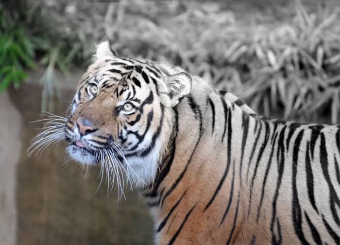 Girl killed by tiger in India