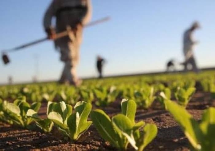 FAO warns of upcoming food price surge