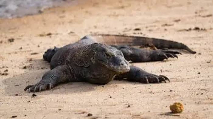 Italy worries over Papuasian dragon lizard
