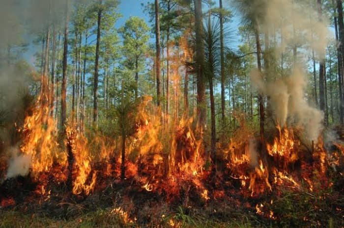 Canada forest fire prompts evacuations