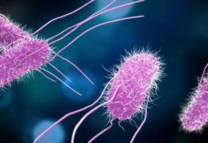 Belgium faces largest Salmonella outbreak