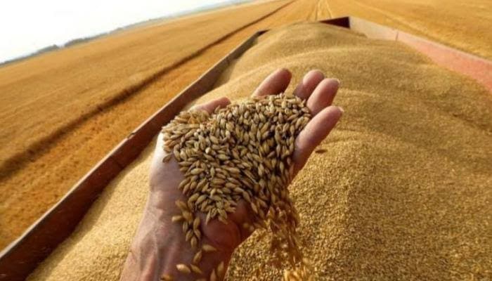 Minister: Ukraine will cut winter wheat area