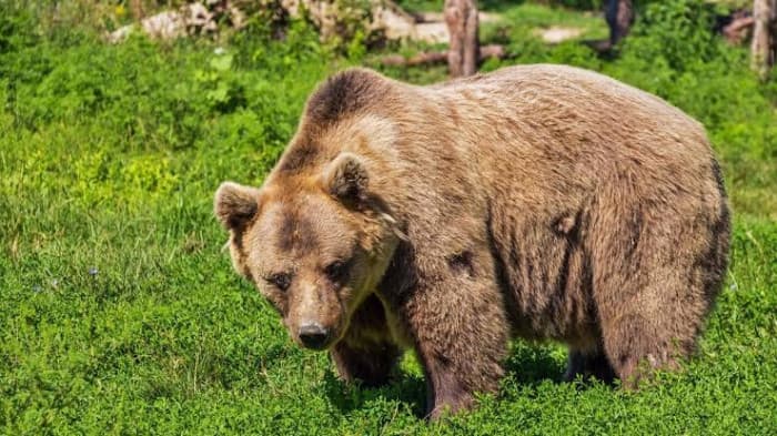 Bear Invades Colorado Home