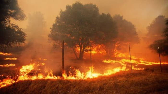 Global wildfire victim count