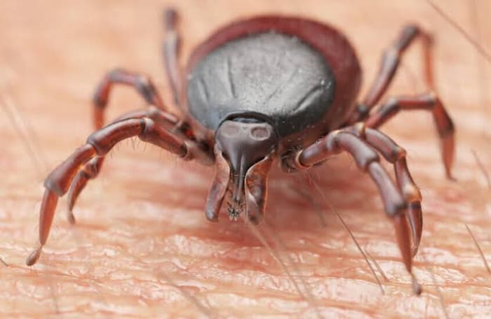 Asian tick virus sparks US concern