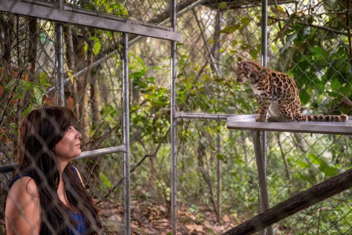 Stray Cat Causes Debate in Bolivia