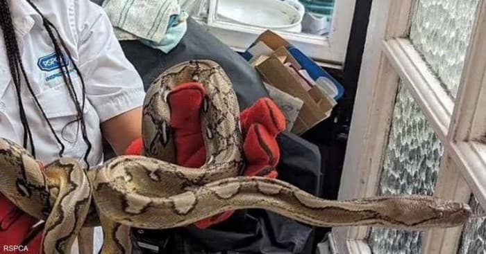 UK Snake Sparks Debate