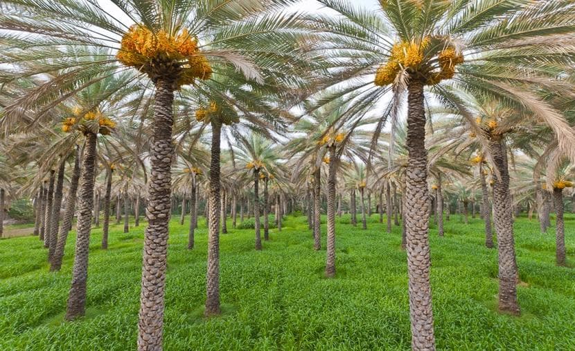 نمو ملحوظ في الزراعة والسمك بعُمان