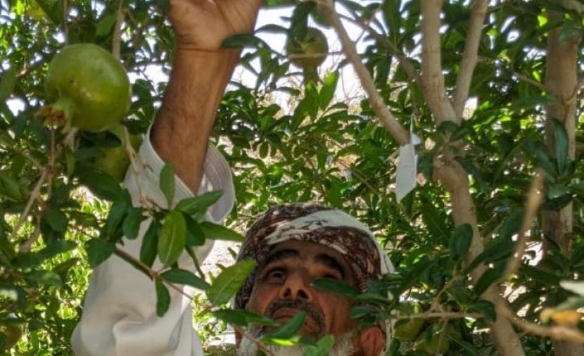 Pomegranate Harvest Begins in Green Mountain