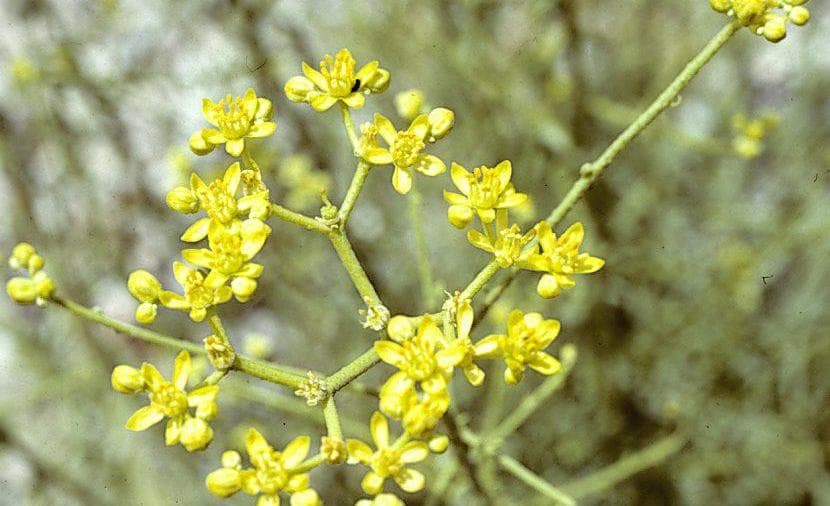 Omani desert herb linked to goat behavior