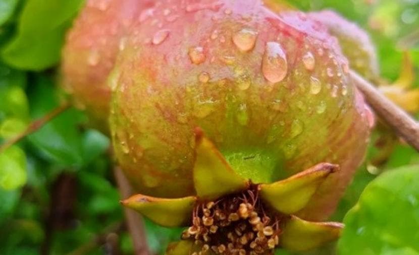 Green Mountain harvests abundant pomegranates