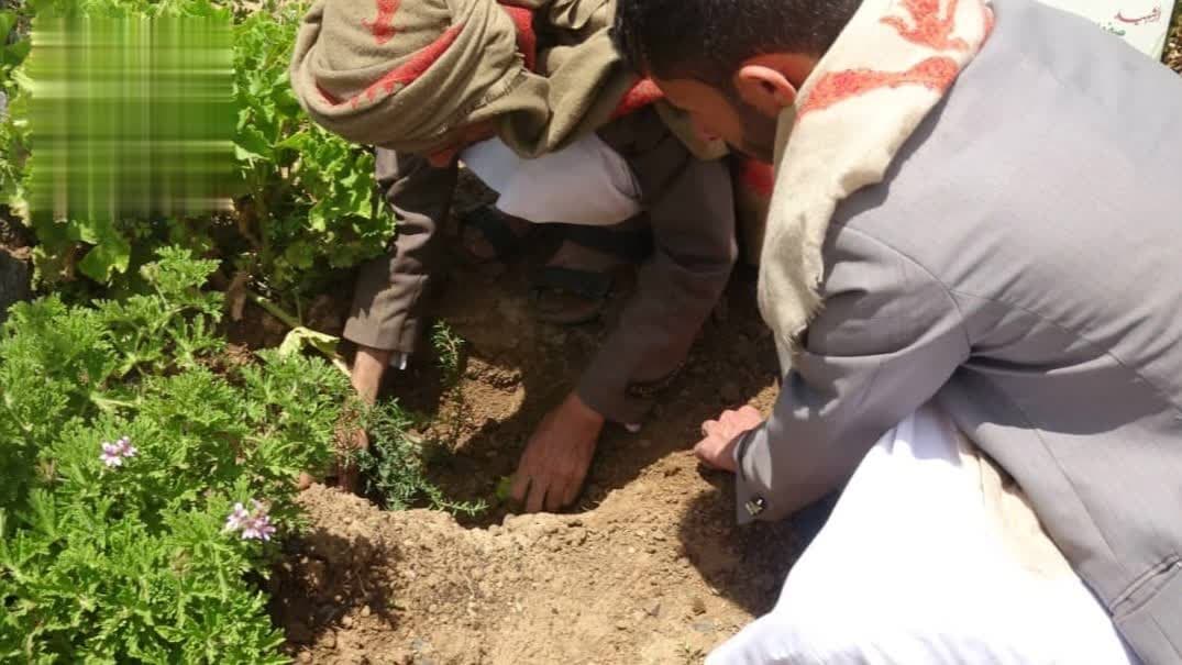Manuka seedlings distributed in Sana'a