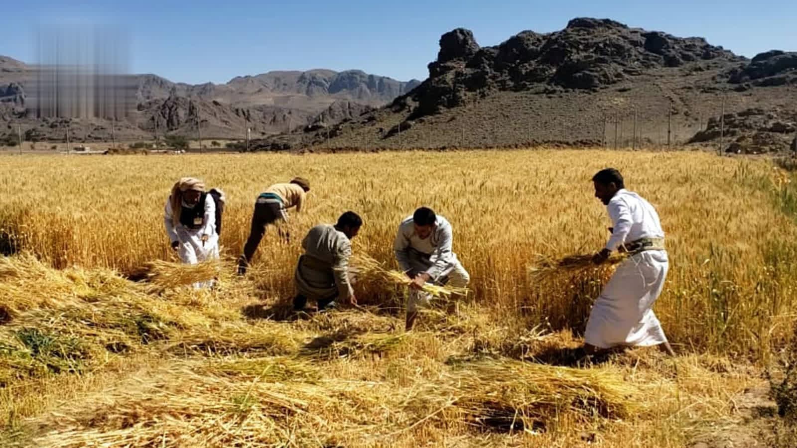 دراسة: زيادة زراعة القمح في اليمن لتحقيق الاكتفاء