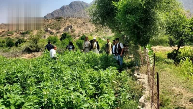 White sesame crop info in Aden branch Ibb