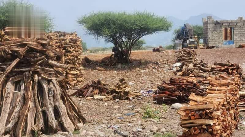 Yemen Faces Tree Overharvesting Risks