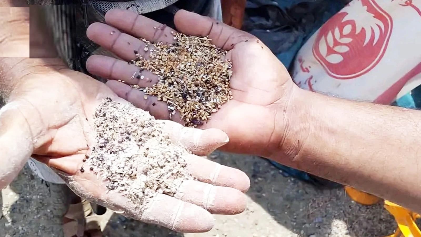 Pure seeds improve crop quality and reduce waste
