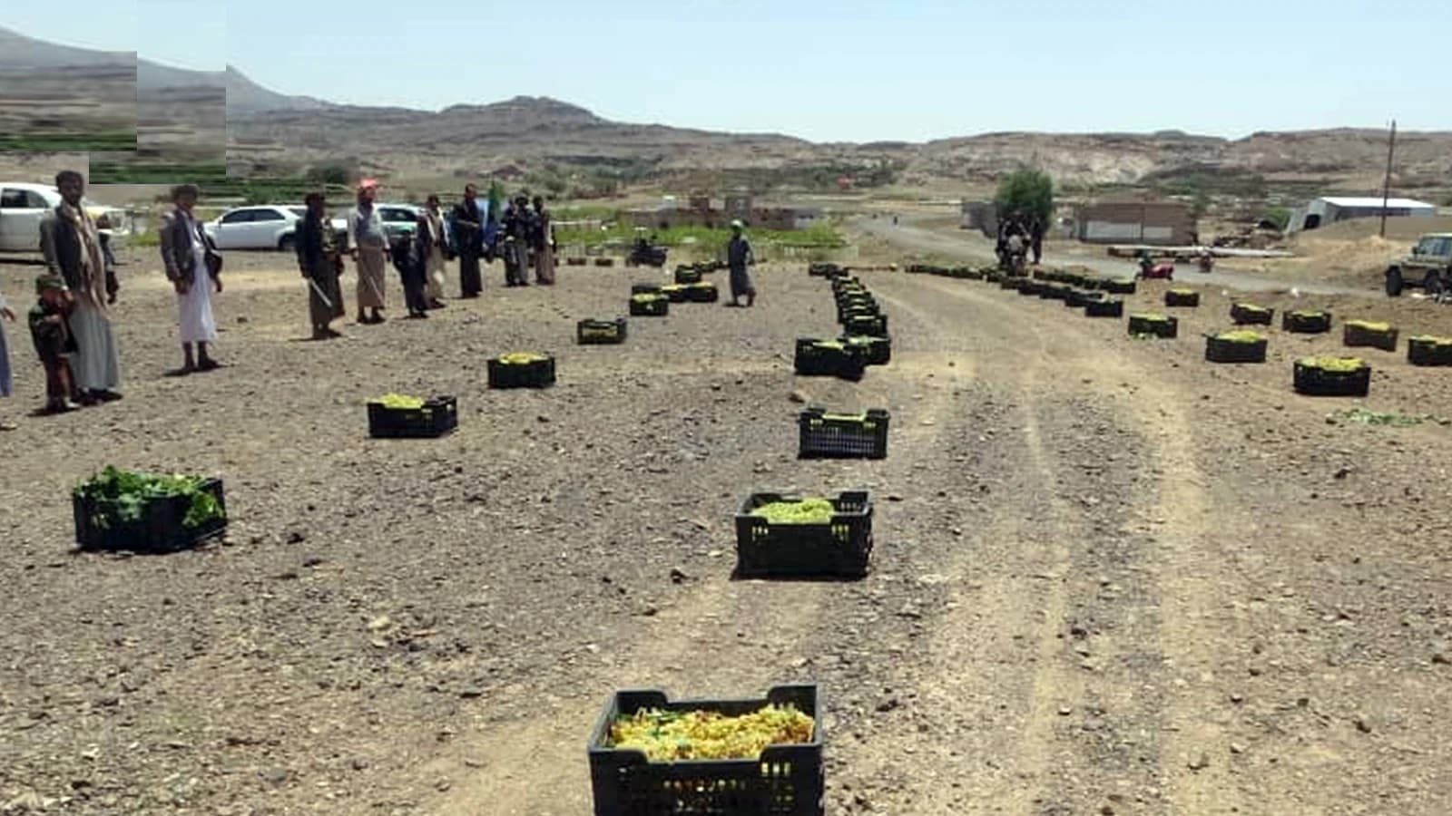 Bani Hushish Sends First Grape Convoy