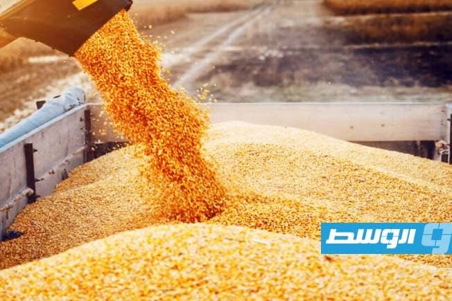 ارتفاع سعر القمح الأوروبي وسط تراجع الآمال في تسوية البحر الأسود