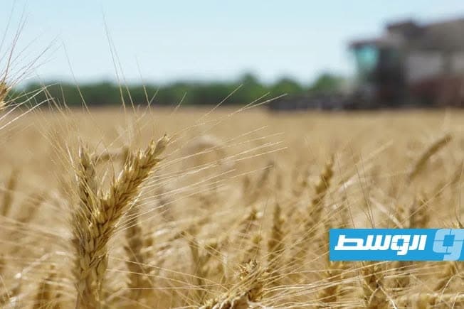 FAO warns Libya to boost grain storage