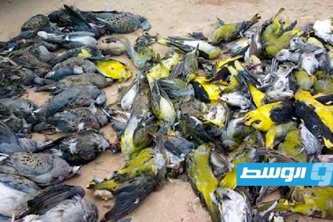 ليبيا تحظر صيد الطيور المهاجرة في الجنوب