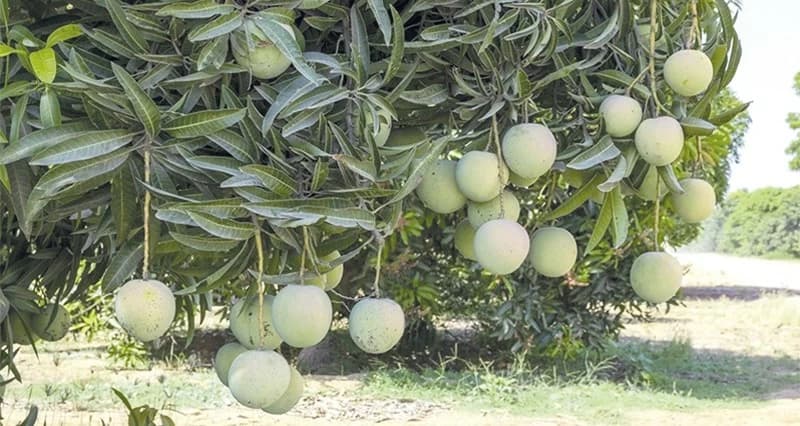 OQ Green Initiative Projects 10,000 Tons of Fruit Value over 4.3M Omani Rials