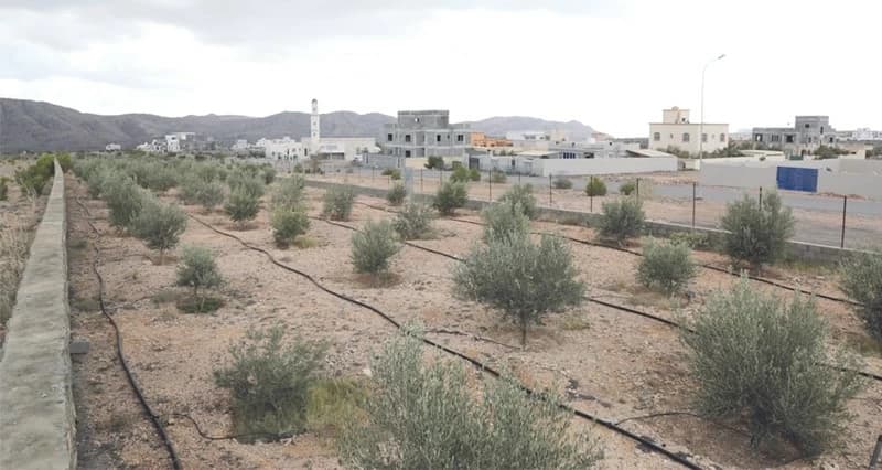 Al Dhahirah boosts food security with 158M Omani rials investment